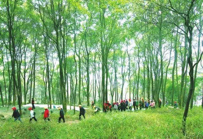 拓展训练登云梯介绍
